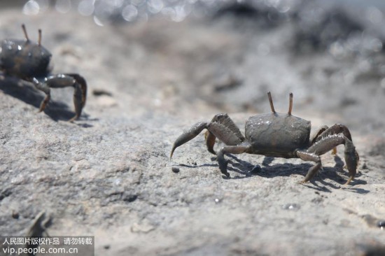 Около миллиарда маленьких крабов появились на пляже города Циндао Китая