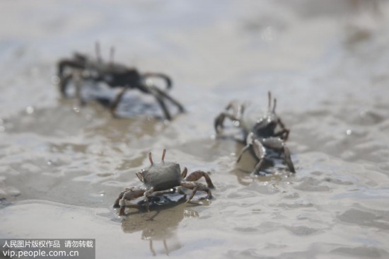 Около миллиарда маленьких крабов появились на пляже города Циндао Китая