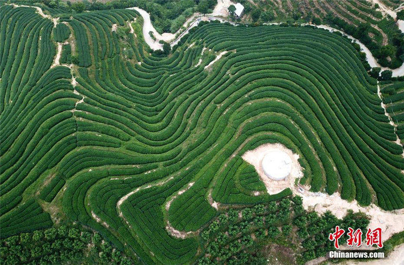 Чайные терассированные поля в уезде Пинхэ провинции Фуцзянь