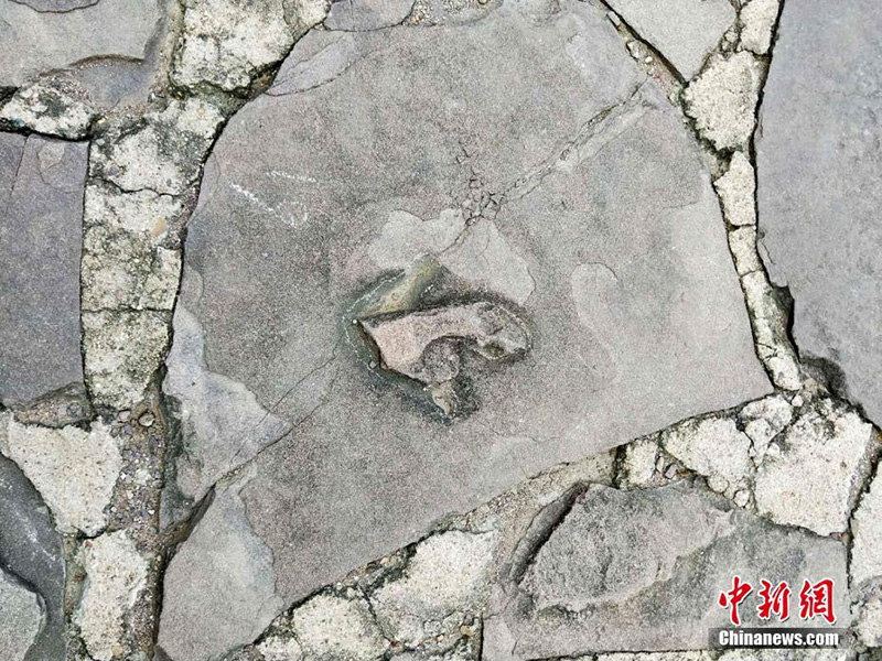 В ландшафтном парке в китайском городе Чэндэ обнаружено более 250 следов динозавров