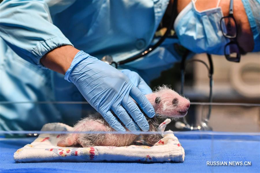 В Гуанчжоу специалисты провели осмотр двух новорожденных детенышей большой панды