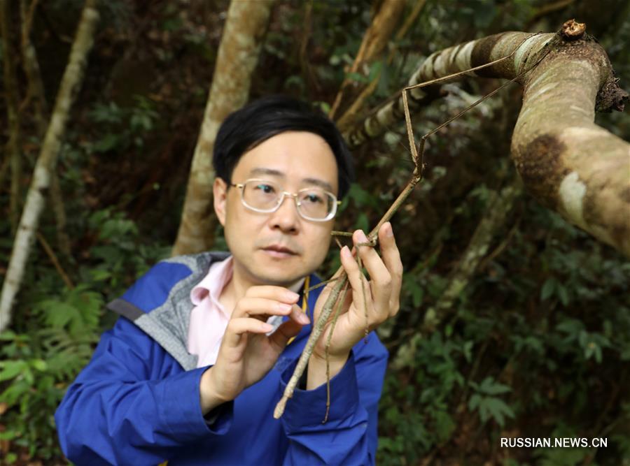 Китайские ученые впервые выпустили на волю личинок самого длинного насекомого в мире