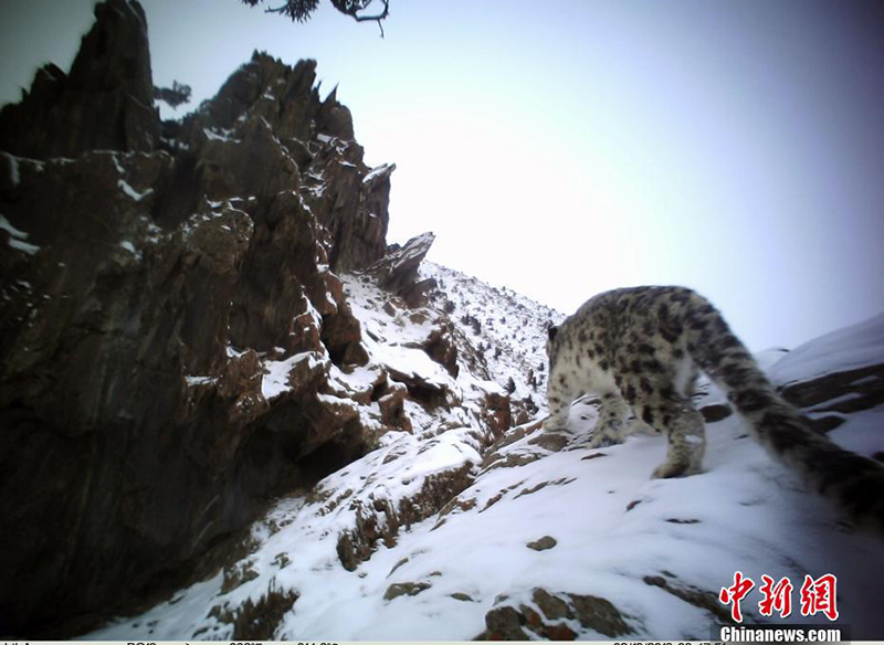 На скрытую камеру попали снежные барсы в истоке реки Янцзы