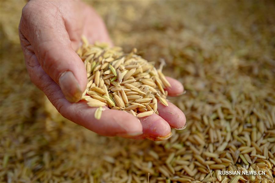 Богатый урожай риса собран в волости Хуатянь города Чунцин