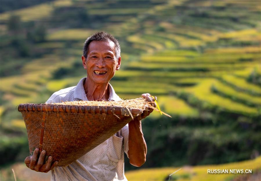 Богатый урожай риса собран в волости Хуатянь города Чунцин