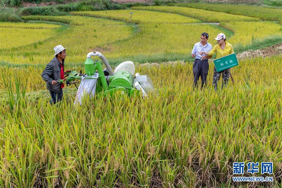 «Рис на заказ» способствует росту дохода китайских крестьян
