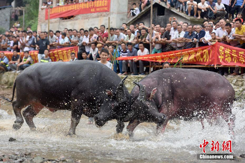 В Гуанси прошел фестиваль боя быков