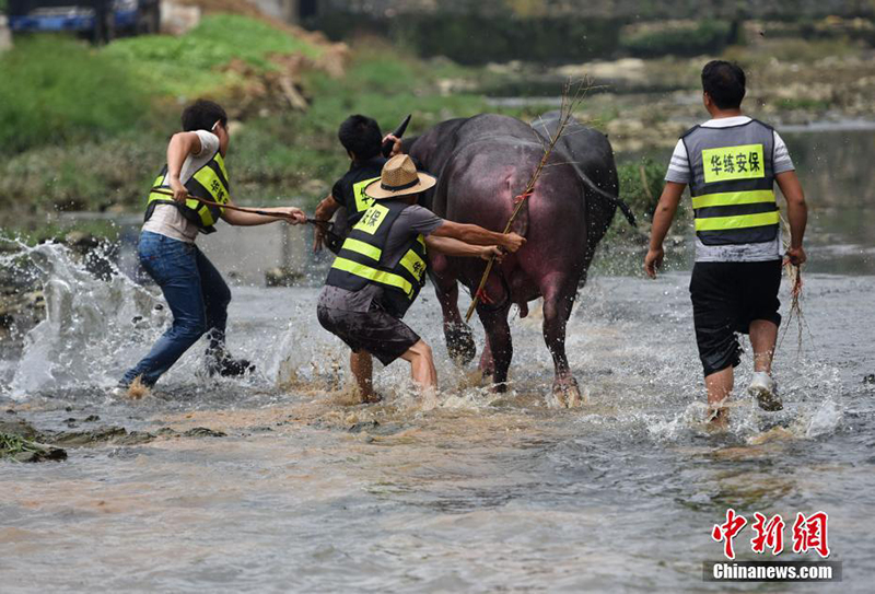 В Гуанси прошел фестиваль боя быков