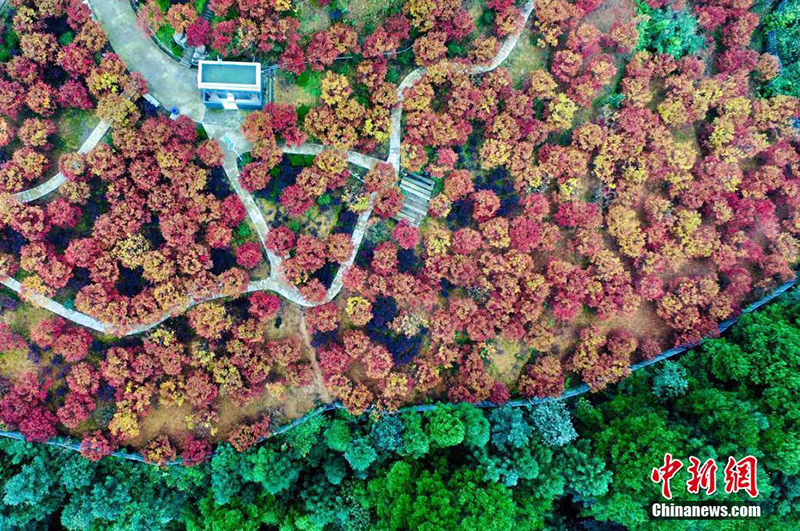 Осенние клены в Чунцине