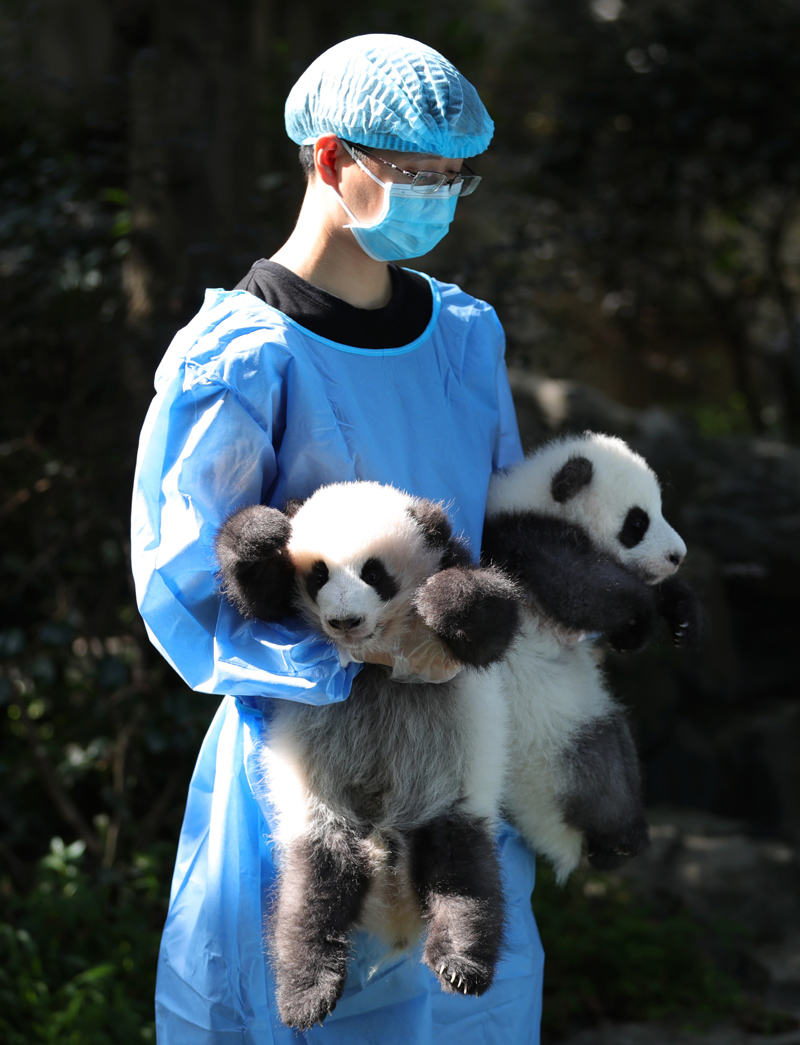 В Чэнду показали новорожденных панд