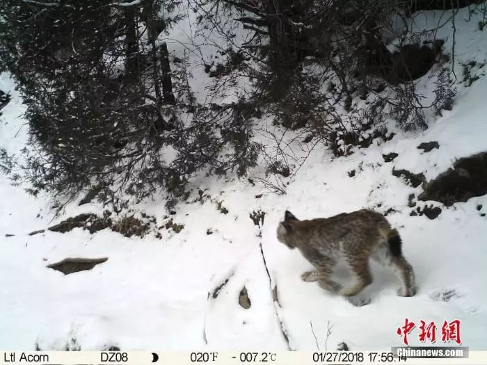 На скрытую камеру попали разные дикие животные на территории города Юйшу Китая