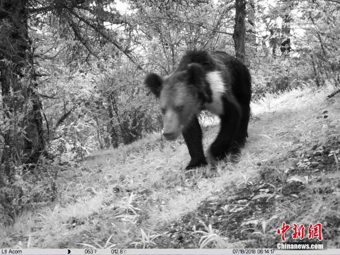 На скрытую камеру попали разные дикие животные на территории города Юйшу Китая