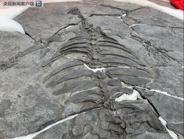 В Китае впервые представлены окаменелости черепахи, жившей 228 миллионов лет назад