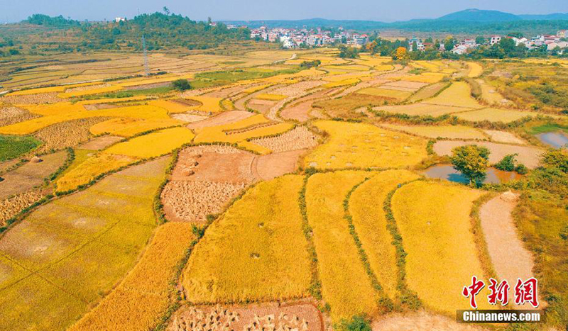 Уборка осеннего урожая в деревнях провинции Цзянси