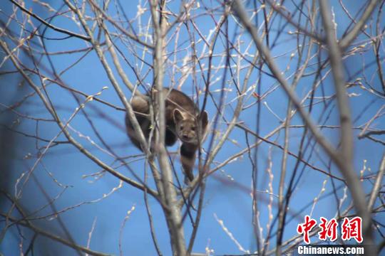 В самом северном уезде Китая впервые за последние 20 лет обнаружен соболь