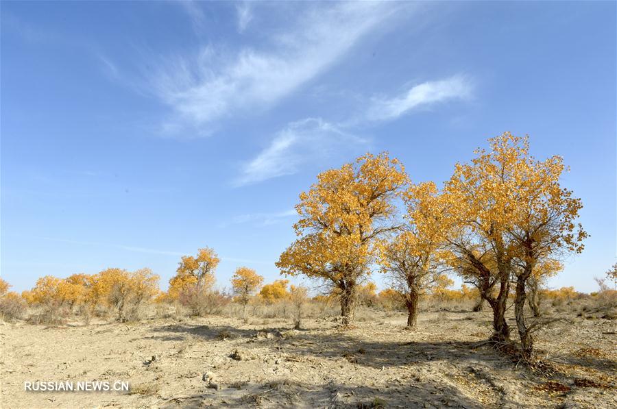 Тополиные рощи посреди пустынной местности на северо-западе Китая