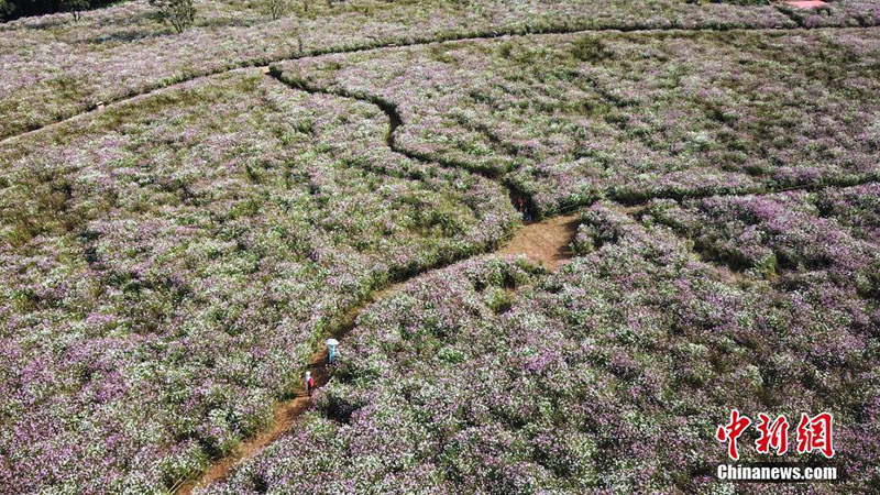 Море кореопсисов красильных в каменном лесу в Юньнани