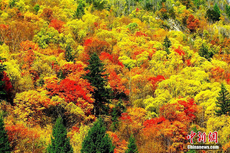 Уникальный разноцветный лес в провинции Сычуань