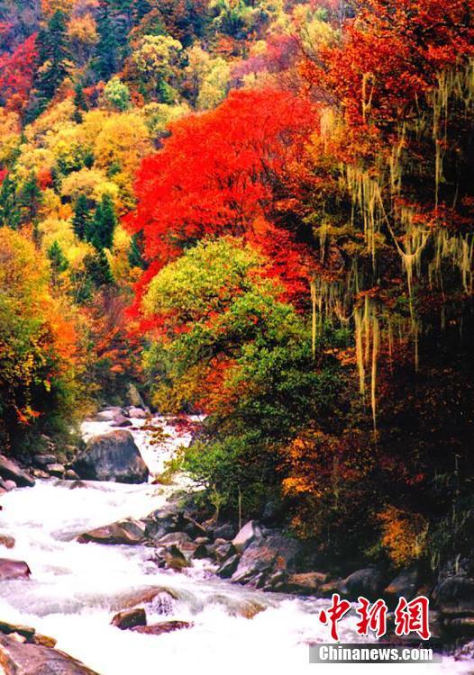 Уникальный разноцветный лес в провинции Сычуань