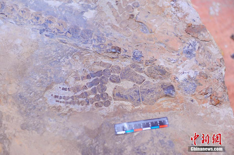 В провинции Хубэй Китая обнаружены окаменелости хупезухов и ихтиозавров возрастом 247 млн. лет