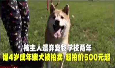 Аукцион собаки породы сиба-ину в Пекине привлек к участию 391 человека