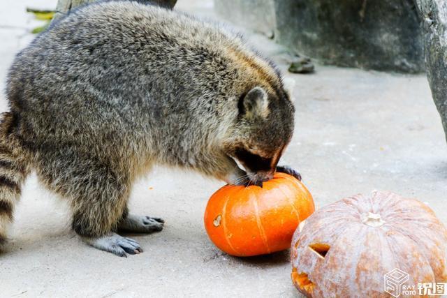 В зоопарке города Ханчжоу животным устроили праздник Хэллоуин