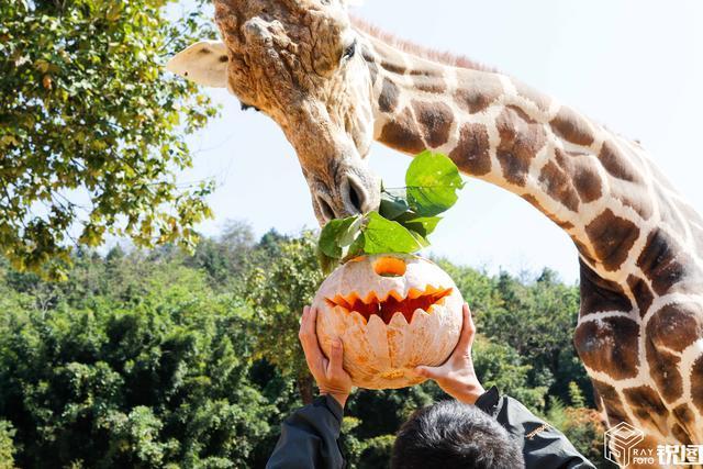 В зоопарке города Ханчжоу животным устроили праздник Хэллоуин