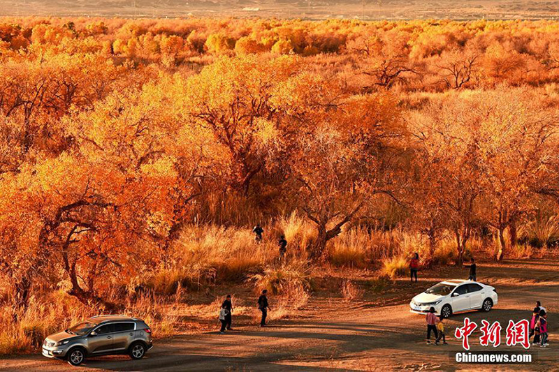 Сказочный осенний пейзаж евфратских тополей в Синьцзяне