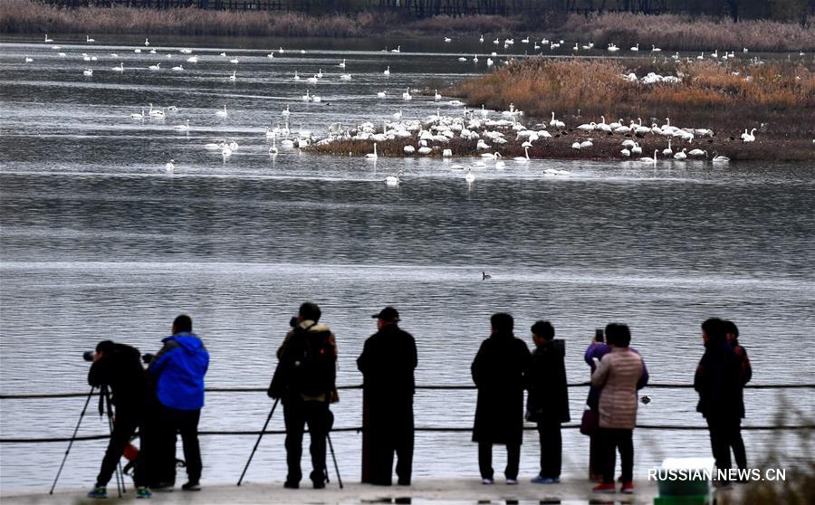 Прилетающие на зимовку в Китай белые лебеди под надежной защитой