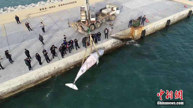 В провинции Шаньдун обнаружили мертвого кита весом 2,5 т