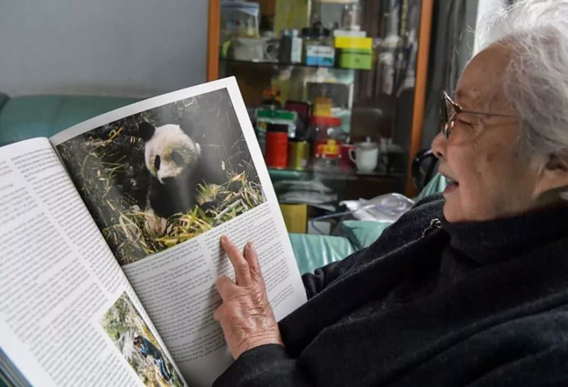 84-летняя китаянка стала известной благодаря фотографиям панд