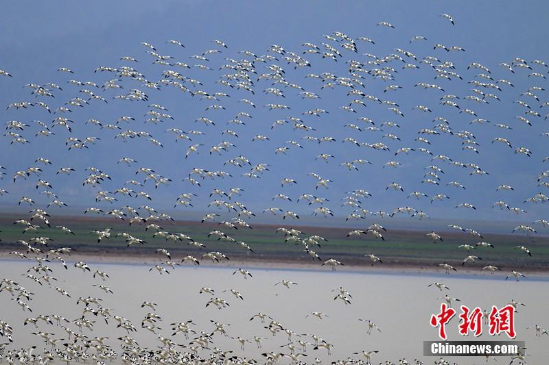 Перелетные птицы над озером Цайцы в Китае