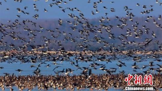 Сезон перелетных птиц на границе Китая и России