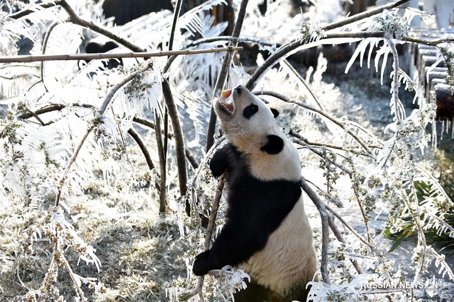 Зимние радости больших панд из цзинаньского зоопарка
