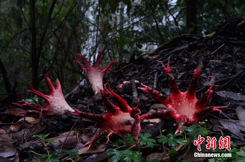 В природном заповеднике на Юге Китая обнаружены “пальцы дьявола”