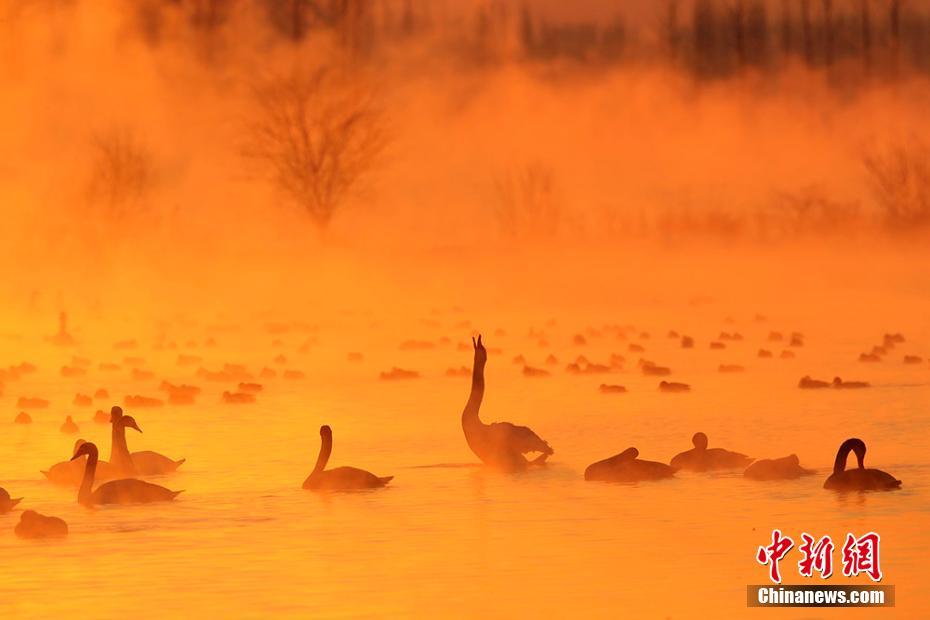 Лебединый «танец» в тумане в Синьцзяне