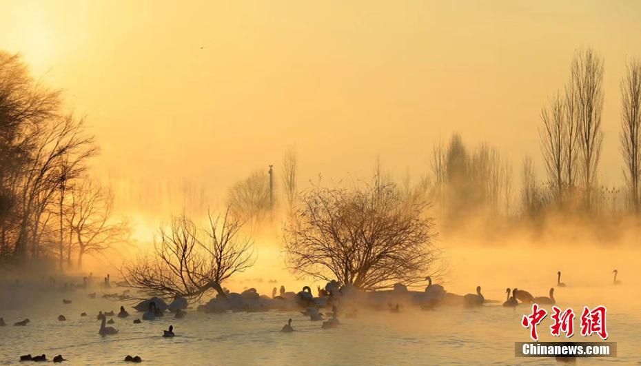 Лебединый «танец» в тумане в Синьцзяне