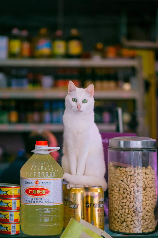 Подборка лучших фотографий с кошками от китайского дизайнера за 2018 год