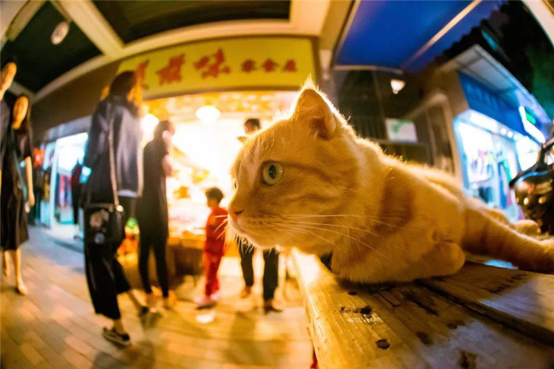 Подборка лучших фотографий с кошками от китайского дизайнера за 2018 год