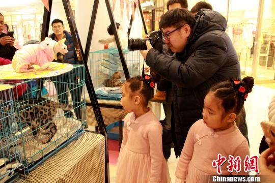Выставка кошек прошла в Шэньяне