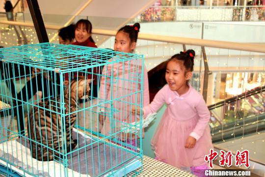 Выставка кошек прошла в Шэньяне