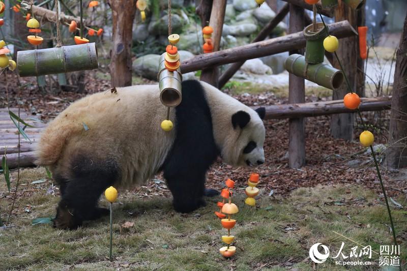 Большой панде в Чэнду подарили фрукты к Празднику Весны