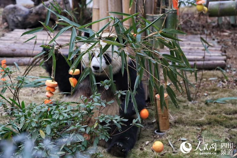 Большой панде в Чэнду подарили фрукты к Празднику Весны