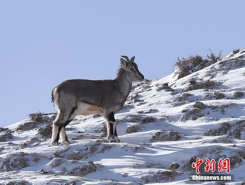 Голубые бараны в поисках пищи на Северо-Западе Китая