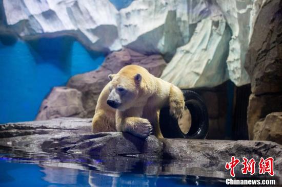 Полярный медведь Мэнлун приехал в Китай для поиска спутницы