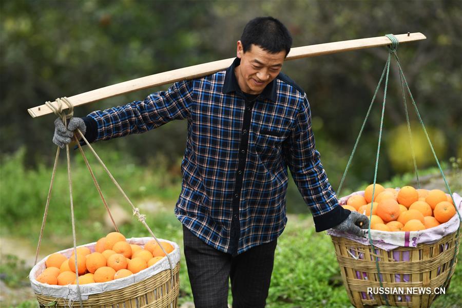 Выращивание апельсинов сорта навель в Чунцине позволяет повышать доходы местного населения