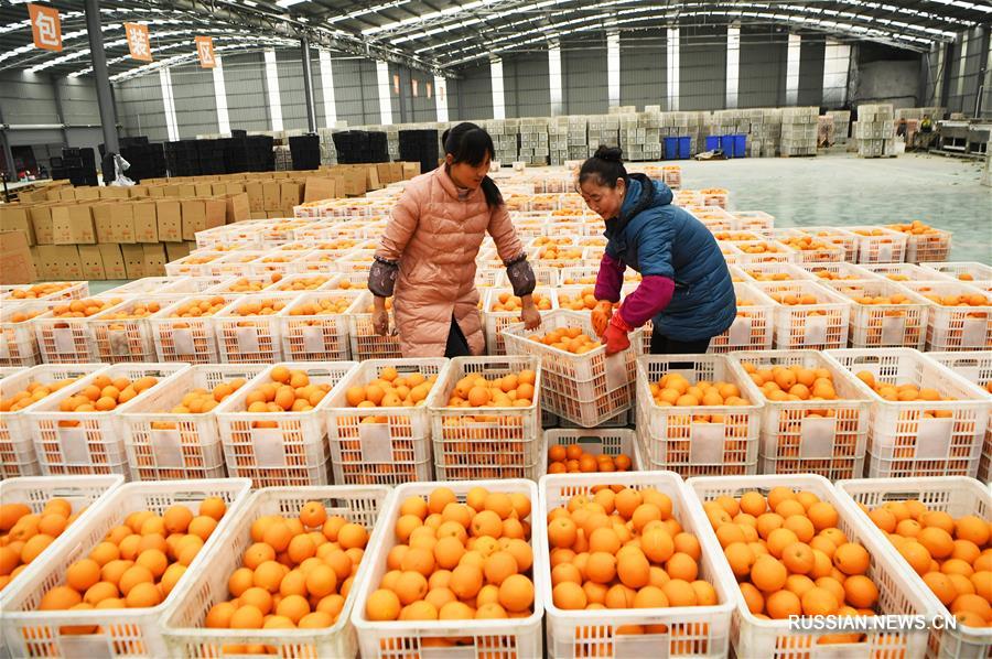 Выращивание апельсинов сорта навель в Чунцине позволяет повышать доходы местного населения