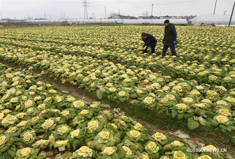 На китайском рынке скоро появятся "капустные розы"