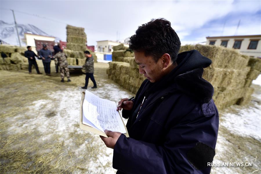 Власти Юйшу пров. Цинхай перебрасывают корм для скота в районы, пострадавшие от снегопадов