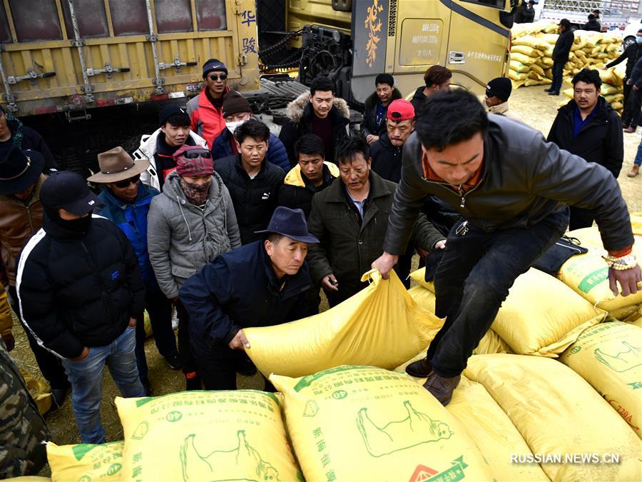 Власти Юйшу пров. Цинхай перебрасывают корм для скота в районы, пострадавшие от снегопадов